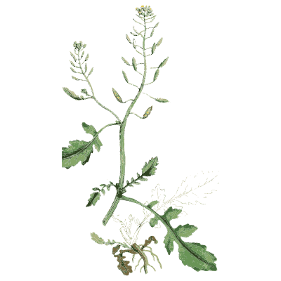 Slender cress with pods - English Botany, or Coloured Figures of British Plants, Volume 1 - 1863