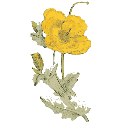 Yellow horned poppy - English Botany, or Coloured Figures of British Plants, Volume 1 - 1863