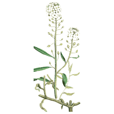 Cress with round pods - English Botany, or Coloured Figures of British Plants, Volume 1 - 1863