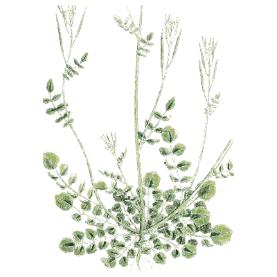 Clump of pinnate leaves - English Botany, or Coloured Figures of British Plants, Volume 1 - 1863