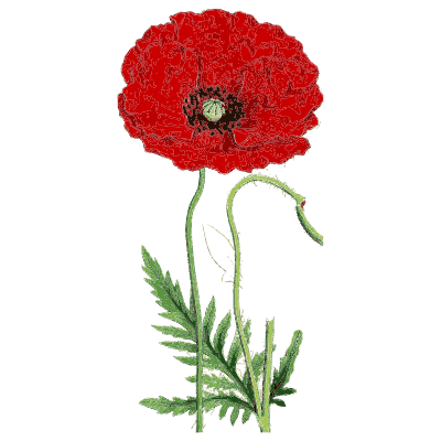 Red poppy - English Botany, or Coloured Figures of British Plants, Volume 1 - 1863