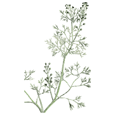 Feathery-leaved herb - English Botany, or Coloured Figures of British Plants, Volume 1 - 1863