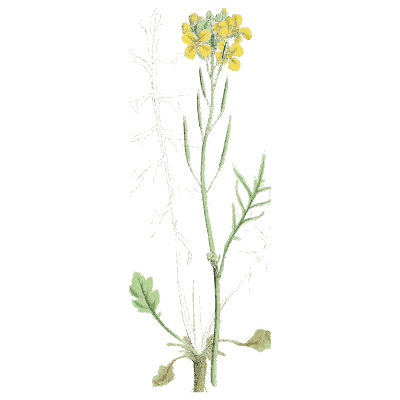 Faint yellow mustard - English Botany, or Coloured Figures of British Plants, Volume 1 - 1863