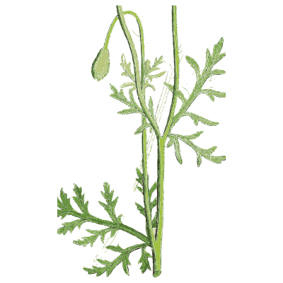 Long-headed poppy - English Botany, or Coloured Figures of British Plants, Volume 1 - 1863