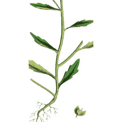 Narrow-leaved stem with root - English Botany, or Coloured Figures of British Plants, Volume 1 - 1863