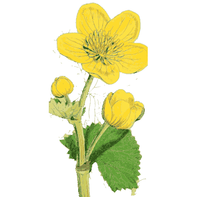 Marsh marigold - English Botany, or Coloured Figures of British Plants, Volume 1 - 1863