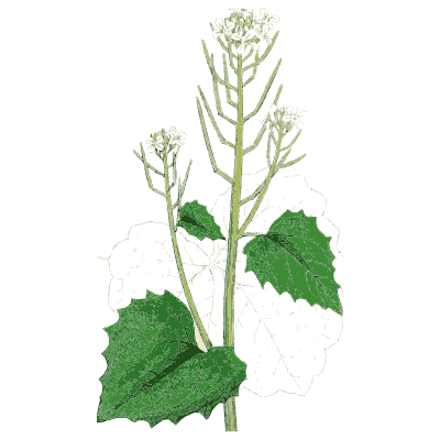 Garlic mustard - English Botany, or Coloured Figures of British Plants, Volume 1 - 1863