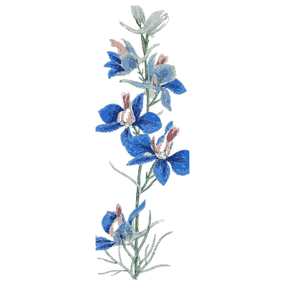 Larkspur - English Botany, or Coloured Figures of British Plants, Volume 1 - 1863