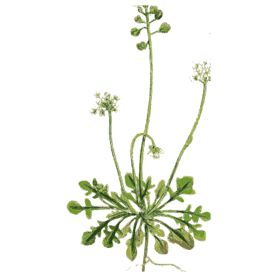 Rosette of lobed leaves - English Botany, or Coloured Figures of British Plants, Volume 1 - 1863