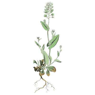 Small grey-leaved cress - English Botany, or Coloured Figures of British Plants, Volume 1 - 1863