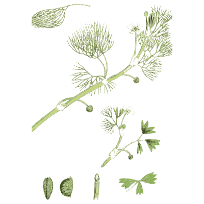 Water crowfoot 02 - English Botany, or Coloured Figures of British Plants, Volume 1 - 1863