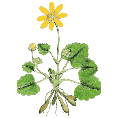 Lesser celandine 02 - English Botany, or Coloured Figures of British Plants, Volume 1 - 1863