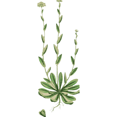 Cress with paired pods - English Botany, or Coloured Figures of British Plants, Volume 1 - 1863
