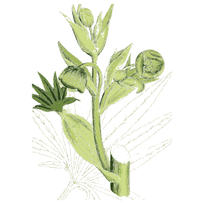 Shoot with sheathed buds - English Botany, or Coloured Figures of British Plants, Volume 1 - 1863