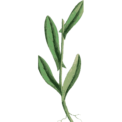 Lance-leaved stem - English Botany, or Coloured Figures of British Plants, Volume 1 - 1863