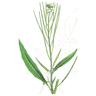 Slender cress with pod spike - English Botany, or Coloured Figures of British Plants, Volume 1 - 1863