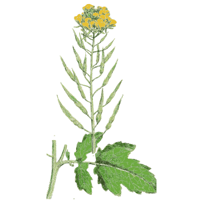 Rape stem - English Botany, or Coloured Figures of British Plants, Volume 1 - 1863