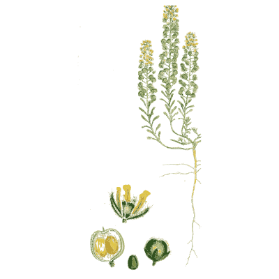 Wild mignonette - English Botany, or Coloured Figures of British Plants, Volume 1 - 1863