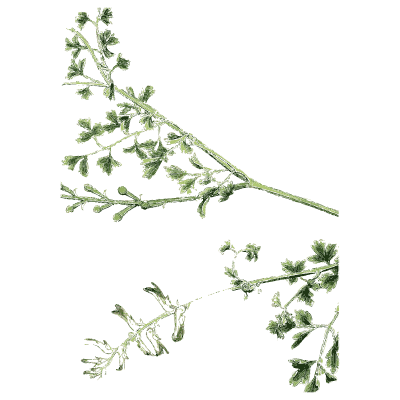 Fine-leaved cress spray - English Botany, or Coloured Figures of British Plants, Volume 1 - 1863