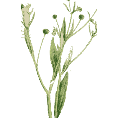 Round seed-head plant - English Botany, or Coloured Figures of British Plants, Volume 1 - 1863