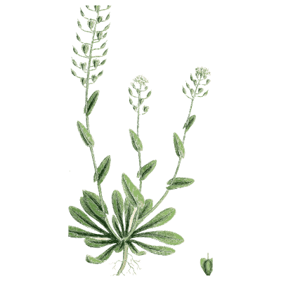 Rock cress - English Botany, or Coloured Figures of British Plants, Volume 1 - 1863