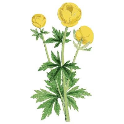 Globeflower - English Botany, or Coloured Figures of British Plants, Volume 1 - 1863