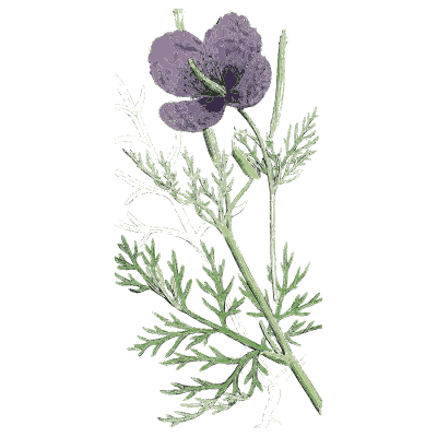 Purple poppy - English Botany, or Coloured Figures of British Plants, Volume 1 - 1863