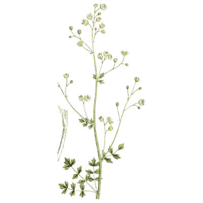Meadow rue - English Botany, or Coloured Figures of British Plants, Volume 1 - 1863