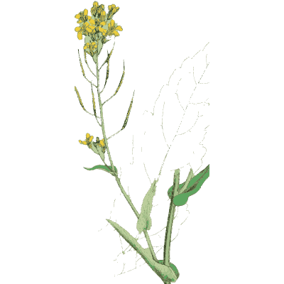 Yellow cress - English Botany, or Coloured Figures of British Plants, Volume 1 - 1863
