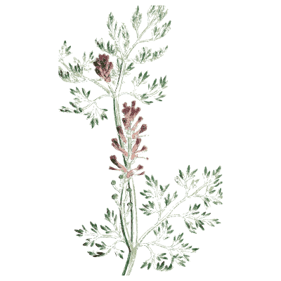Wormwood - English Botany, or Coloured Figures of British Plants, Volume 1 - 1863