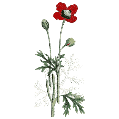 Small red poppy - English Botany, or Coloured Figures of British Plants, Volume 1 - 1863
