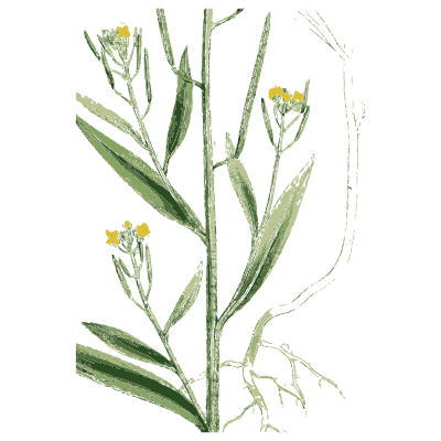 Woad stem - English Botany, or Coloured Figures of British Plants, Volume 1 - 1863