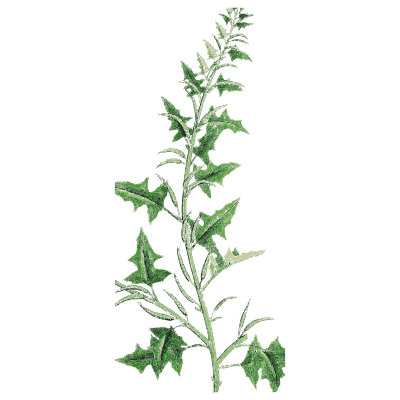 Spiny-leaved stem - English Botany, or Coloured Figures of British Plants, Volume 1 - 1863