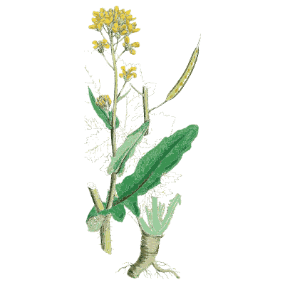 Woad with hanging pods - English Botany, or Coloured Figures of British Plants, Volume 1 - 1863
