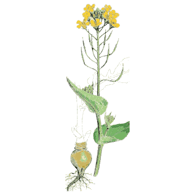Charlock 02 - English Botany, or Coloured Figures of British Plants, Volume 1 - 1863