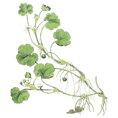 Creeping pennywort - English Botany, or Coloured Figures of British Plants, Volume 1 - 1863