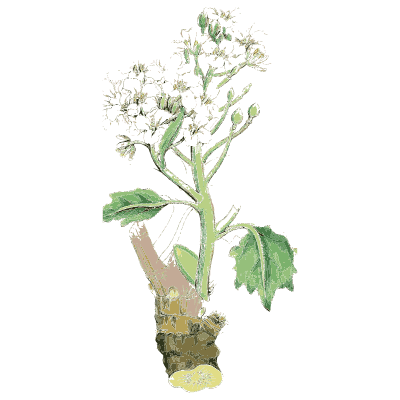 Horseradish - English Botany, or Coloured Figures of British Plants, Volume 1 - 1863