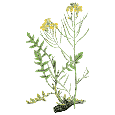 Yellow cress with pinnate leaves - English Botany, or Coloured Figures of British Plants, Volume 1 - 1863