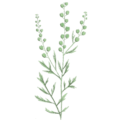 Thin cress with round pods - English Botany, or Coloured Figures of British Plants, Volume 1 - 1863