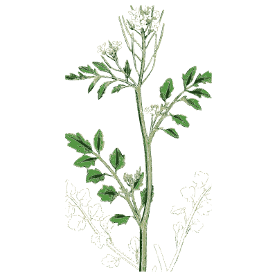 Pinnate cress with pod spike - English Botany, or Coloured Figures of British Plants, Volume 1 - 1863
