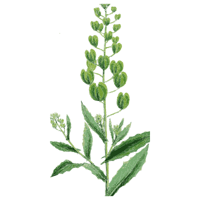 Penny cress - English Botany, or Coloured Figures of British Plants, Volume 1 - 1863