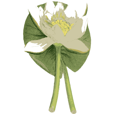 White water lily - English Botany, or Coloured Figures of British Plants, Volume 1 - 1863