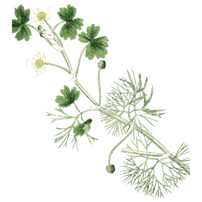 Crowfoot - English Botany, or Coloured Figures of British Plants, Volume 1 - 1863