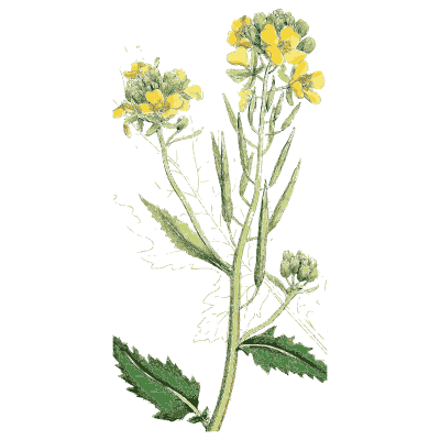 Wild radish - English Botany, or Coloured Figures of British Plants, Volume 1 - 1863