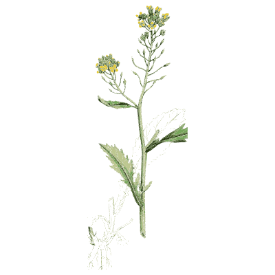 Hedge mustard - English Botany, or Coloured Figures of British Plants, Volume 1 - 1863