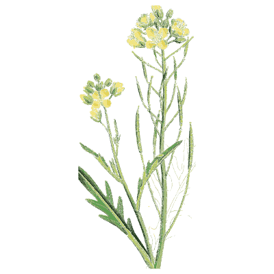 Tower mustard - English Botany, or Coloured Figures of British Plants, Volume 1 - 1863