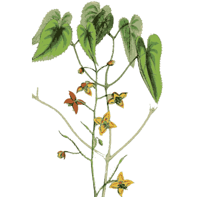 Orange-flowered heart-leaved stem - English Botany, or Coloured Figures of British Plants, Volume 1 - 1863
