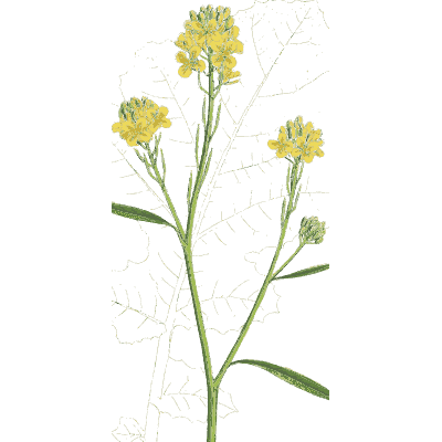 Faint mustard spray - English Botany, or Coloured Figures of British Plants, Volume 1 - 1863