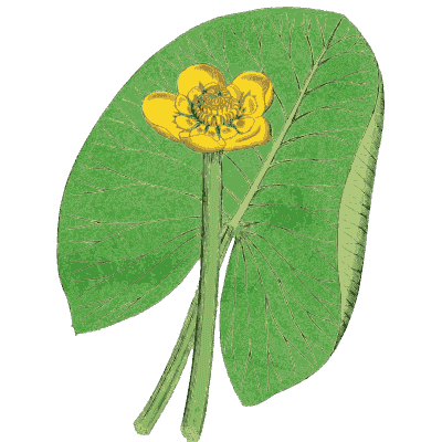 Yellow water lily 02 - English Botany, or Coloured Figures of British Plants, Volume 1 - 1863