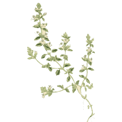 Trailing thyme - English Botany, or Coloured Figures of British Plants, Volume 7 - 1863